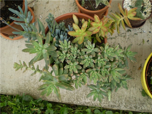 sukulent